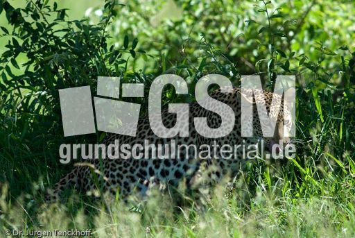 leopard (36 von 60).jpg